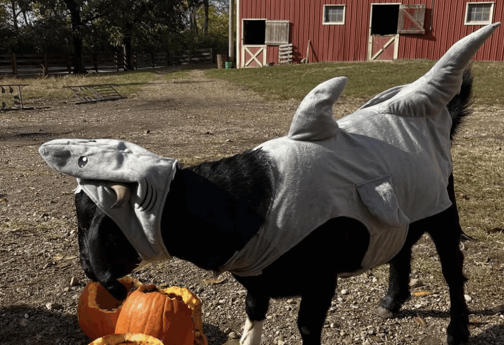 What to do with pumpkins after Halloween (don’t trash them!)